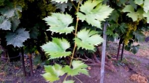 Кишмиш Столетие - вкуснейший мускат.