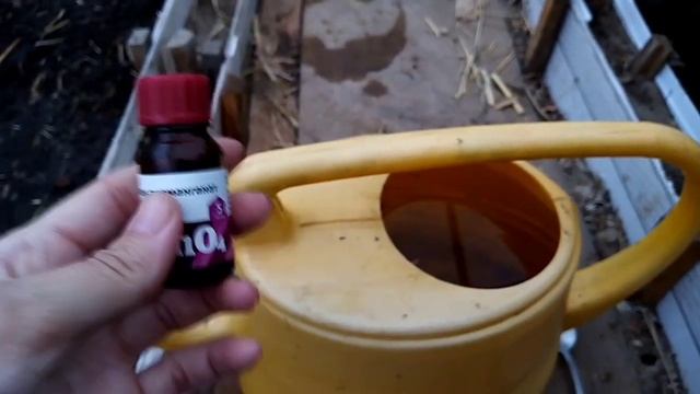 Как правильно убирать грядки томатов осенью.Подготовка к следующему сезону. 2 часть смотреть онлайн