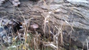 Вешенки дикие. Грибы на Тополях