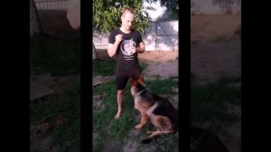 Немецкая овчарка,Как поднять ушки)