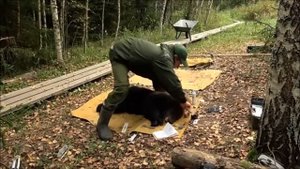 Медвежата-сироты из «Медвежьего детского дома»  (@obrcrussia). Медвежья школа (@bearschools)