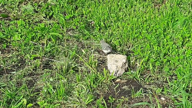 Птенец белой трясогузки. White wagtail nestling.