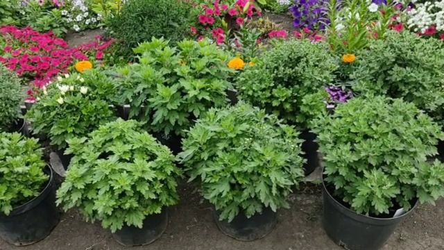 хризантема мультифлора во второй половине лета. подкормка и уход