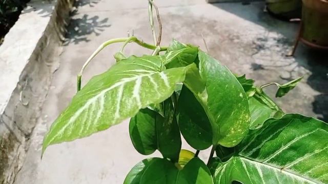 How to grow SYNGONIUM plant in water by cuttingsUpdate on plants which can be grown by cuttings.