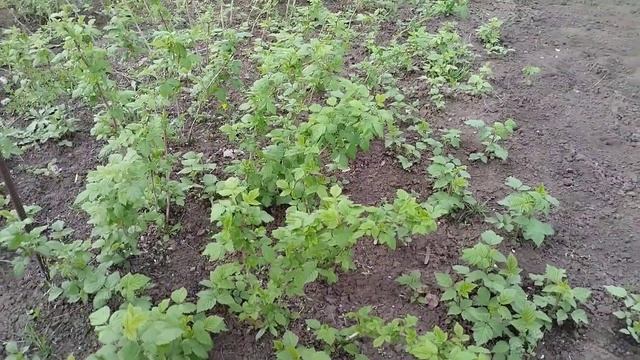 Крапивка.Малина на дачном участке. смотреть онлайн