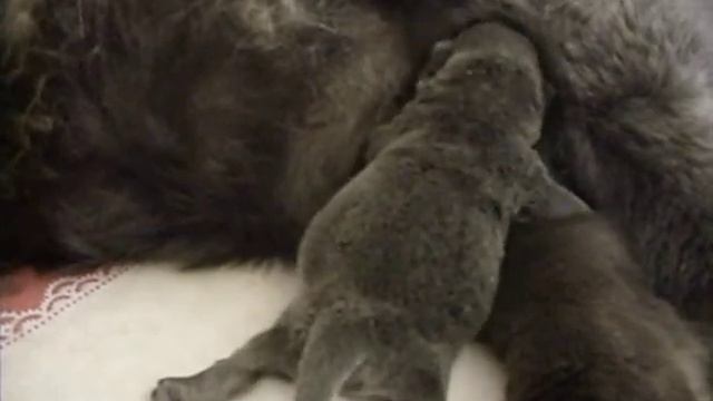 Голубая принцесса чау-чау возраст 5 дней смотреть онлайн