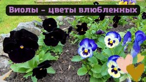 Виолы – цветы влюбленных.?