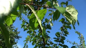 Крупноплодная алыча ГЕК  Необходимо иметь в каждом домашнем саду