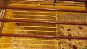 Маруся стала мамусей?