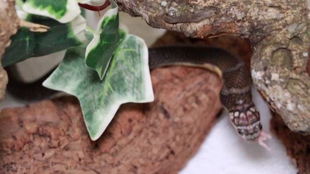 Converting King Cobra (Ophiophagus hannah) onto rodents смотреть онлайн