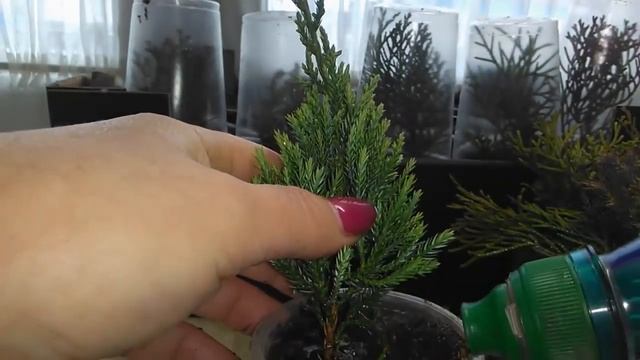 Растительные истории. Сальвия и черенкование хвойных. смотреть онлайн