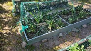 ДАЧА с 04.06.-07.06.21.удобрение получилось и укрыли клубнику сеткой..3 часть.