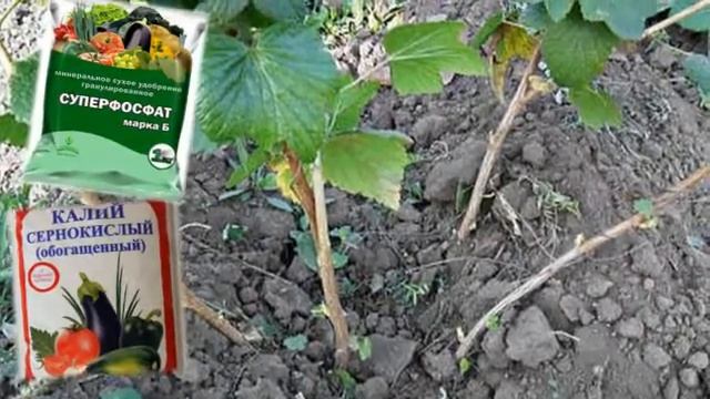 Смородина Подкормка Уход смотреть онлайн