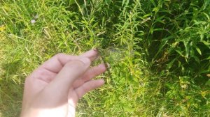 Спаривание Стрекоз Коромысел - Прямо у Меня в Руке - Самцу всё равно, что Самка у меня в руке