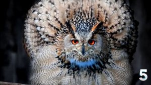 10 интересных фактов о совах