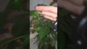 Кроссандра размножение и пересадка