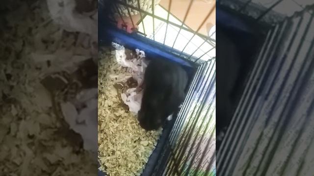 Хомячиха родила. Новорожденные хомячки, спасённый хомячок.