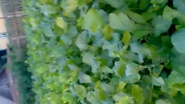 26 06 2016 как вырастить махорку будет  познавательно