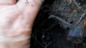 Правильное удаление поросли шиповника у розы ниже привоя .