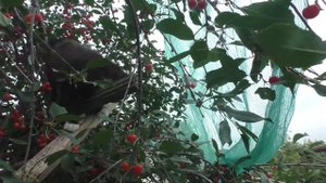 самая лучшая защита урожая вишни и черешни от птиц .