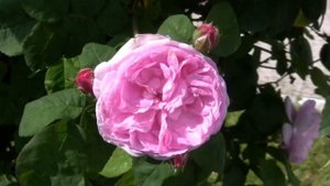 ШЕЛК НЕЖНЕЙШИХ ЛЕПЕСТКОВ РОЗЫ ЧАЙНОЙ (Tea Rose)