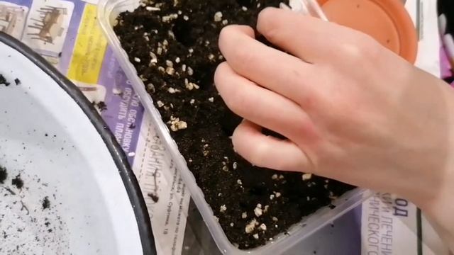 Садим катарантус   семенами.