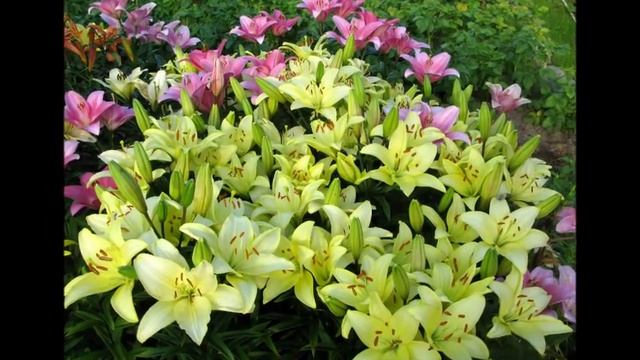 Посмотрите, что можно вырастить за полярным кругом. Мурманская обл. Flowers. Very beautiful music. смотреть онлайн