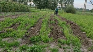 Выкапываем с помощью плуга картошку. Ура!   МТЗ 13л.с weima