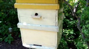 Завести пчел. Вот как можно заселить пчел в улей