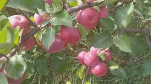 Яблоня красномясая сорт осенний Ред Лав Эра(Apple Pedlove)