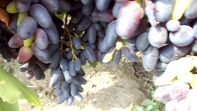 Виноград Одесский сувенир смотреть онлайн