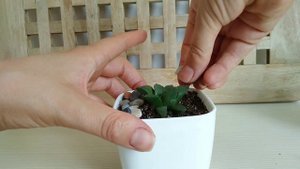 ? #СУККУЛЕНТЫ ДЛЯ НОВИЧКОВ. #Хавортия ретуза. Как за ней ухаживать?