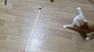 ЗАБАВНАЯ ИГРА МИЛОГО РЫЖЕГО КОТЕНКА. СЧАСТЛИВАЯ ЖИЗНЬ РЫЖИКА.