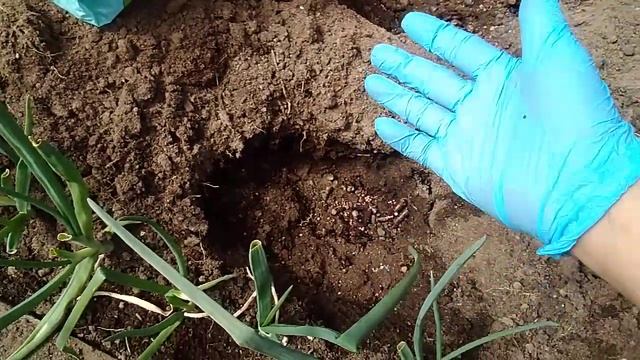 ЗАПРАВЛЯЮ ЛУНКИ ДЛЯ ТОМАТОВ ПРОВЕРЕННЫМ СПОСОБОМ !!! смотреть онлайн