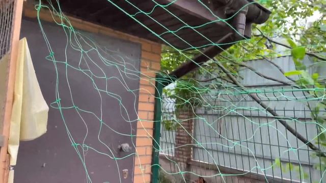 Держу КУР НЕСУШЕК БЕЗ КОРМОВЫХ ДОБАВОК Полезные Яйца