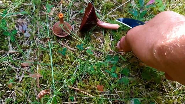 ?? Тихая охота, ? ну очень тихая охота на грибы маслята.
