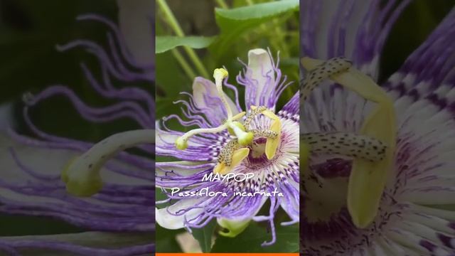 Maypop (Passiflora incarnata) Flowering in 3 Phases | @backyardfoodforest