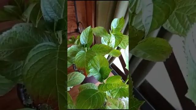 Динамика роста моих черенков?Отзывы благодарных клиентов♥♥♥ смотреть онлайн