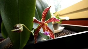 Phalaenopsis mannii 'Black' x lueddemanniana 'Taiwan Red'