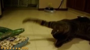 КОТЫ И ОГУРЦЫ!!! Коты боятся огурцов!!! САМАЯ ЛУЧШАЯ ПОДБОРКА