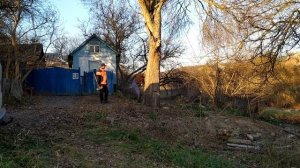 Спил огромного дерева при помощи полиспастов!!!