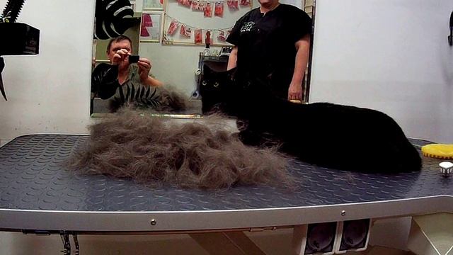 Экспресс линька кота.