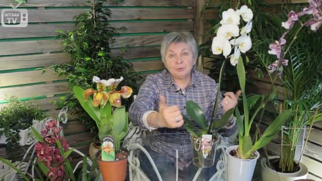 Орхидея фаленопсис Чем отличаются орхидеи?