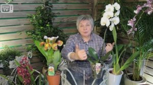 Орхидея фаленопсис Чем отличаются орхидеи?