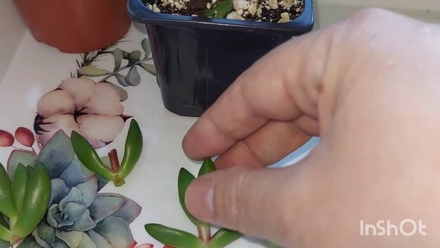 #обрезкакрассул Моя коллекция. Крассула Капителла Бэн.