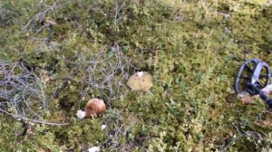 Субботний коп  в лесу Макро мульти крузер/makro multi kruzer