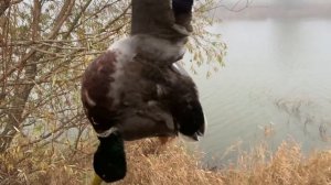 Охота на Лису Фазана и Утку.Успешная охота Осенью 2019 .Охота с Курцхааром и Спаниелем .Ружье Тоз-5