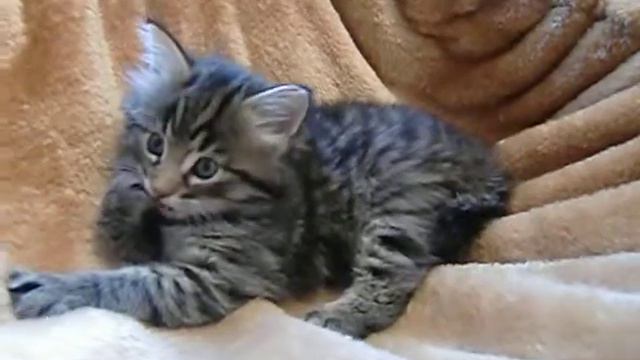 S*Kornsvedes Beyond Belief смотреть онлайн