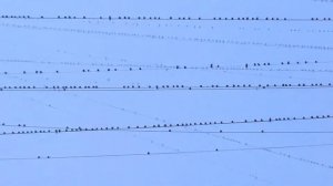 Птицы на проводах в Москве ~ 2014.09.25 - Birds on wires at Moscow