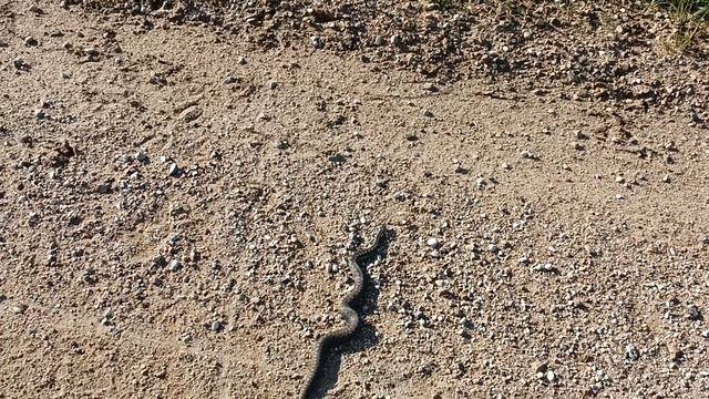 Гадюка на дороге в смоленской области